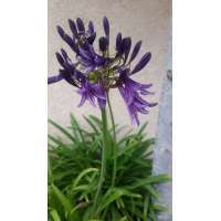 Agapanthus'Purple Cloud'