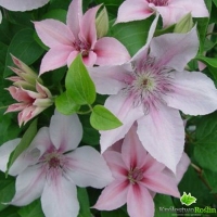 Clematis'Jan Pawel II' 