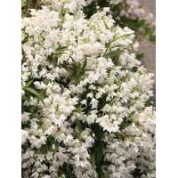 Deutzia'Yuki Snowflake' 