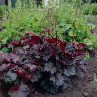 Heuchera micrantha'Palace Purple'