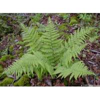 Dryopteris marginalis