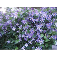 Clematis'Juuli' 