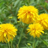 Rudbeckia laciniata'Goldquelle' 