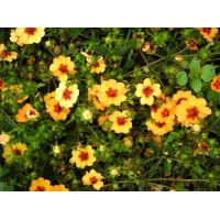 Potentilla tonquei