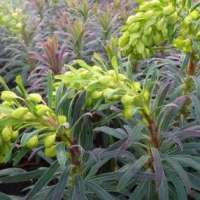 Euphorbia characias'Purple and Gold'