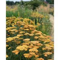 Achillea'Terracotta'