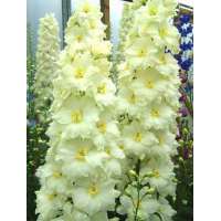 Delphinium'Yellow Pearl' 