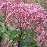 Eupatorium'Baby Joe'