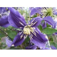 Clematis'Blue Sensation'