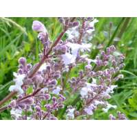 Nepeta nuda'Purple Cat'