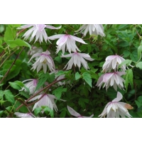 Clematis'Pink Princess' 