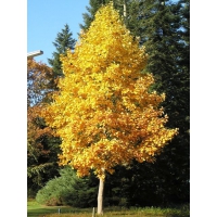 Liriodendron tulipifera 