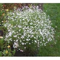 Aster universum'Monte Cassino'