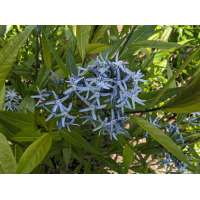 Amsonia orientalis