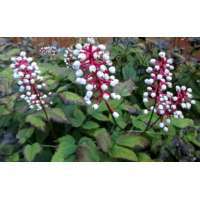 Actaea pachypoda'Misty Blue' 