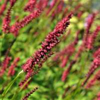 Persicaria amplexicaulis'Dark Red'