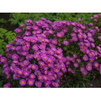 Aster dumosus'Heinz Richard'