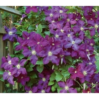 Clematis'Etoile Violette' 