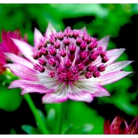 Astrantia major'Primadonna'