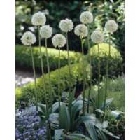 Allium'Mount Everest' 