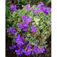 Aubrieta'Dr.Mules Variegated'