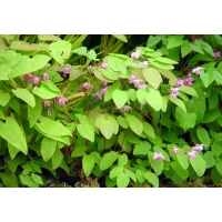 Epimedium youngianum'Roseum' 