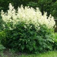 Aruncus dioicus'Kneiffii'