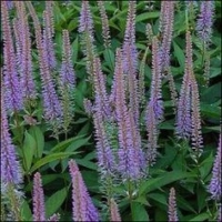 Veronicastrum virginicum'Adoration'