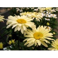 Leucanthemum superbum'Banana Cream'