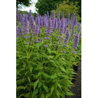 Agastache'Blue Fortune'