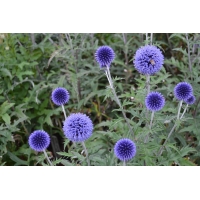 Echinops ritro'Veitch's Blue'