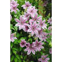 Clematis'Nelly Moser' 