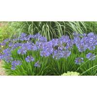 Agapanthus'Peter Pan' 