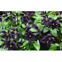 Clematis'Romantika' 