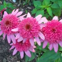 Echinacea purpurea'Supreme Elegance'