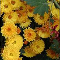 Chrysanthemum'Bienchen'