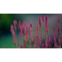 Sanguisorba'Blackthorn'