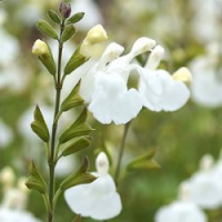 Salvia microphylla'Gletsjer'