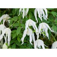 Clematis'Boughton Bride' 