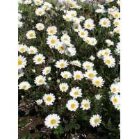 Anthemis carpatica'Karpatenschnee'