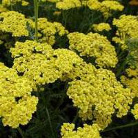 Achillea filipendulina'Cloth of gold'