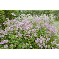 Astrantia'Buckland'