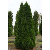 Thuja occidentalis'Smaragd' 80-100cm.kluit 