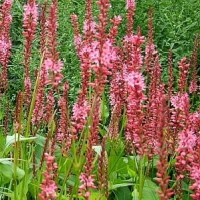 Persicaria amplexicaulis'Orangefield' 