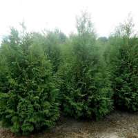 Thuja plicata'Martin' 120-140 cm,kluit 