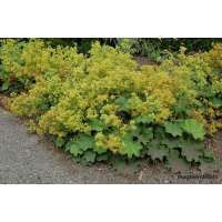 Alchemilla seriata'Gold Strike'