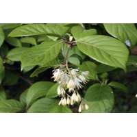 Pterostyrax corymbosa 