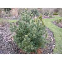 Pinus parviflora'Schoon's Bonsai' 