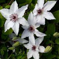 Clematis'Sparkler' 