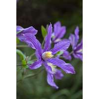 Clematis'Fukuzono' 